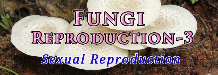 Sexual Reproduction In Fungi Reproduction Of Fungi For Example In Fungi And Algae A Thick 