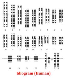 Karyotype Analysis Of Human Chromosome Easybiologyclass