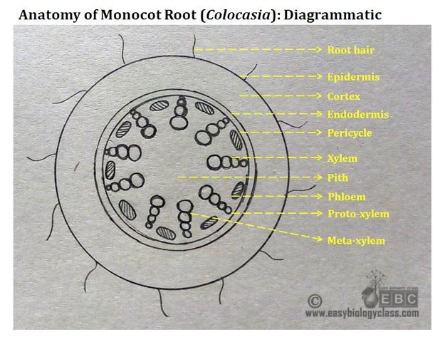 Monocot Root Cross Section Structure with PPT Easybiologyclass