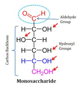 Monosaccharides Short Lecture Notes EasyBiologyClass