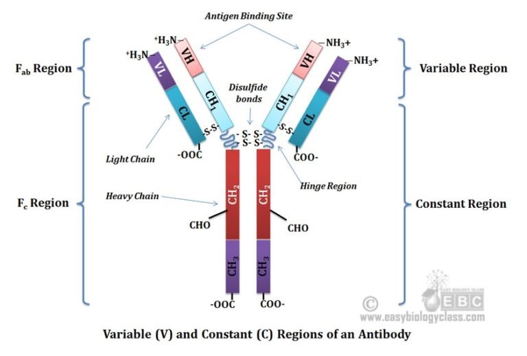 Immunoglobulin Structure And Function EasyBiologyClass