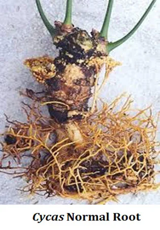 roots of cycas