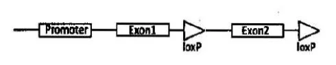 genetic engineering mcq