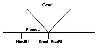 genetic engineering mcq