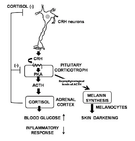 endocrinology mcq