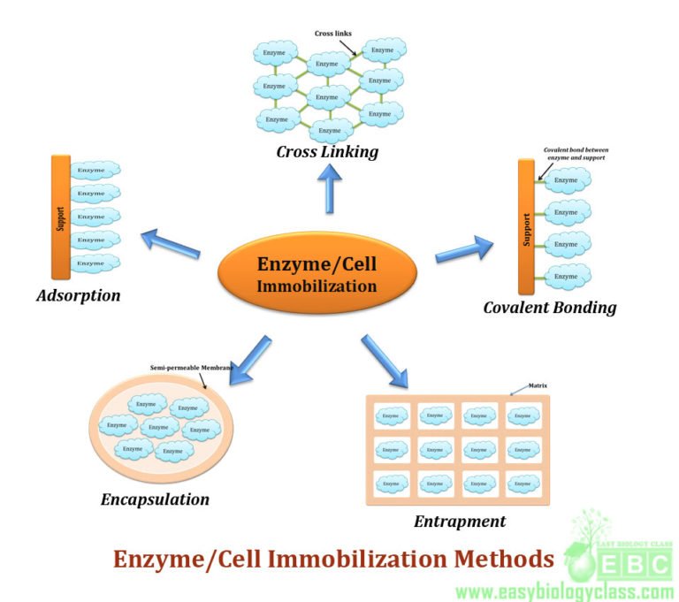 Enzyme Immobilization: Method & Application | EasyBiologyClass