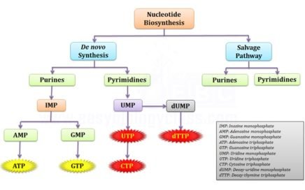 Biosynthesis of purine & pyrimidine
