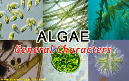 Important Characteristics of Algae