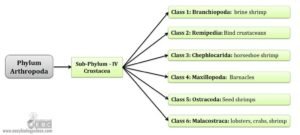 Classification of Arthropods | EasyBiologyClass