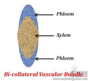 Bicollateral-Vascular-Bundles-Diagrammatic-Easybiologyclass | Easy ...