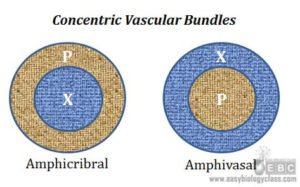 Types Of Vascular Bundles | EasyBiologyClass