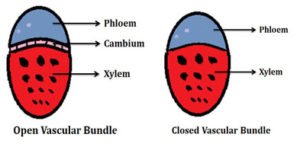 Types of Vascular Bundles | EasyBiologyClass