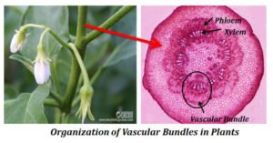 Types of Vascular Bundles | EasyBiologyClass