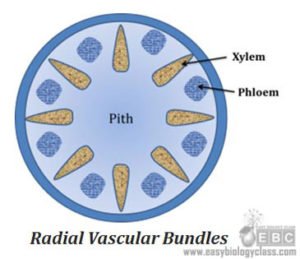 Types of Vascular Bundles | EasyBiologyClass