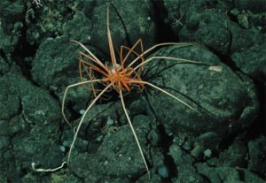 Pycnogonida: Identifying Characteristics | EasyBiologyClass