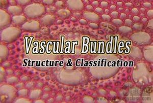 Vascular-bundles-structure-classification-easybiologyclass ...