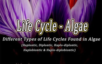 Life Cycle of Algae