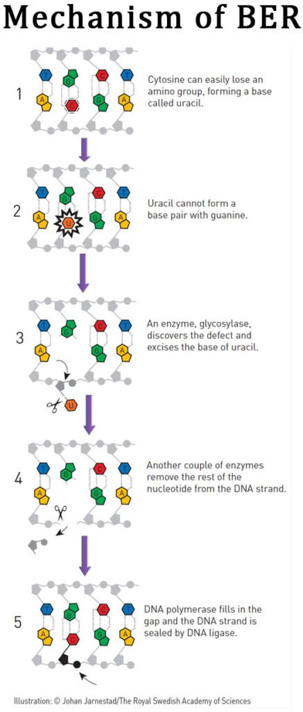 What Is Base Excision Repair Pathway? | Easy Biology Class