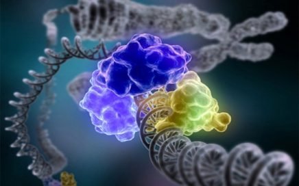 UvrABC Excinuclease repair