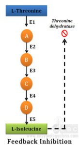 What is Regulatory Enzyme and Enzyme Regulation? | EasyBiologyClass
