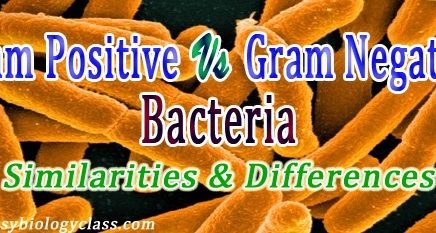 Gram positive and gram negative staining