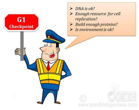 What is G1 checkpoint? restriction point