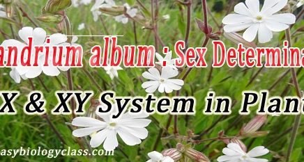 Sex determination in Silene latifolia