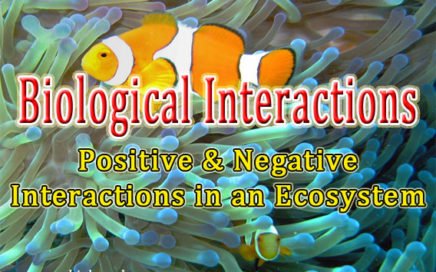 ecological interactions