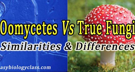 Difference between Oomycetes and True Fungi