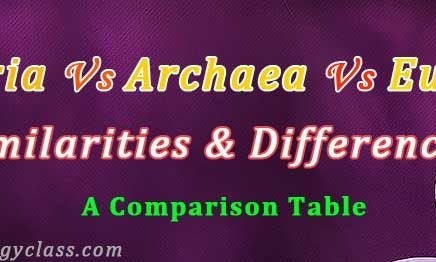 comparison chart archaebacteria bacteria and eukaryotes