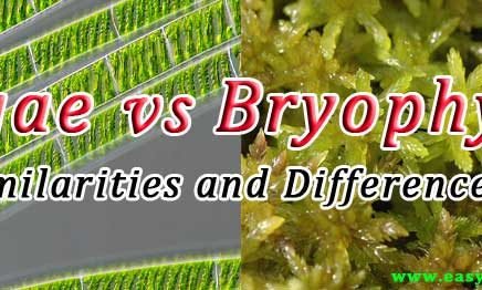 Difference between Algae and Bryophytes