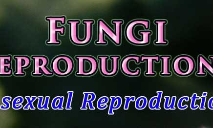 Spores in fungi