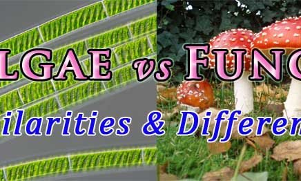 difference between fungi and algae