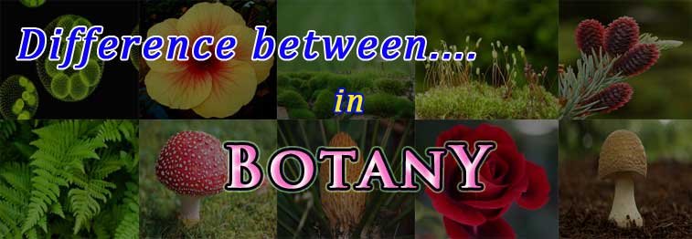 comparative-study-in-botany-easybiologyclass