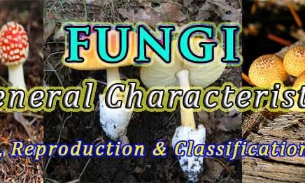 general characters of fungi ppt