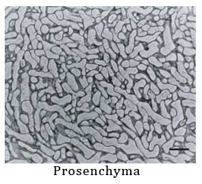 Prosenchyma nedir?