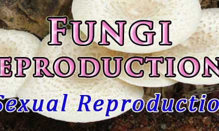 methods of sexual reproduction in fungi