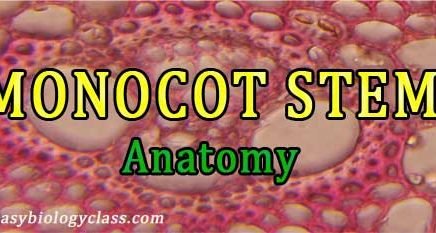 ts of monocot stem