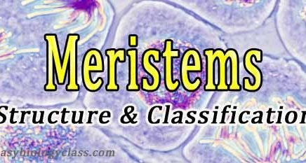 different types of meristematic tissues