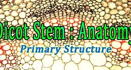 Stem Structure Anatomy