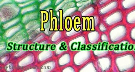 cell types in phloem