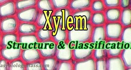 cell types in xylem