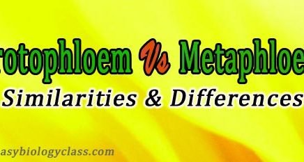 protophloem vs metaphloem