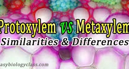 classification of xylem