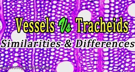 vessels vs tracheids