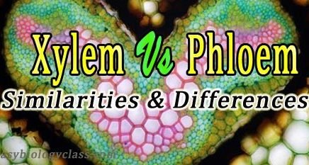 Xylem and Phloem Notes