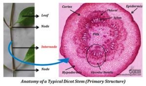 Dicot Stem Under Microscope: Plant Anatomy PPT | Easy Biology Class