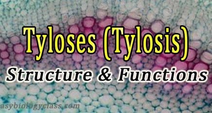 tyloses definition
