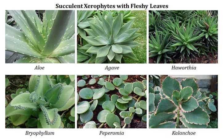 Examples of Leafy Xerophytes