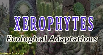 ecological adaptations of xerophytes ppt